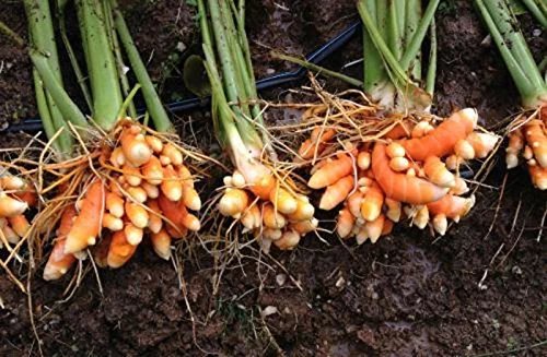 Embracing Himalayan Traditions Through Handmade and Organic Products | Haldi Turmeric | Part 1